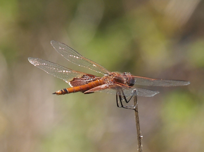 [Side top view of a Carolina Saddlebags perched at the top of a stick on a plant. Both sets of wings have a brownish tinge at the upper edge. The rest of the top wings are clear while the back wings have the brownish-red saddle marking near the body. The body is brown with black markings on the last two sections near the tail. The legs are also black.]